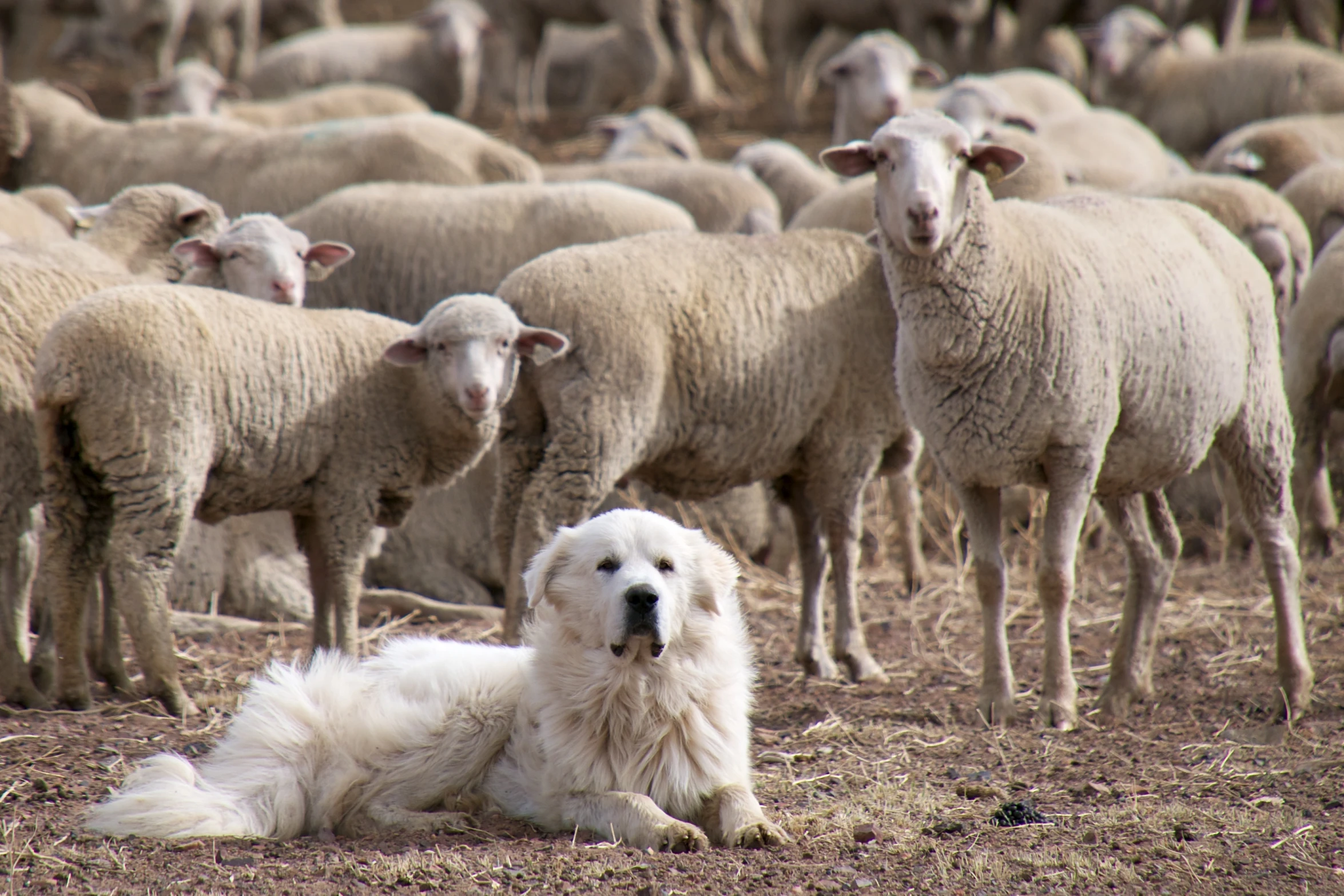 sheep looking on with the dog in foreground