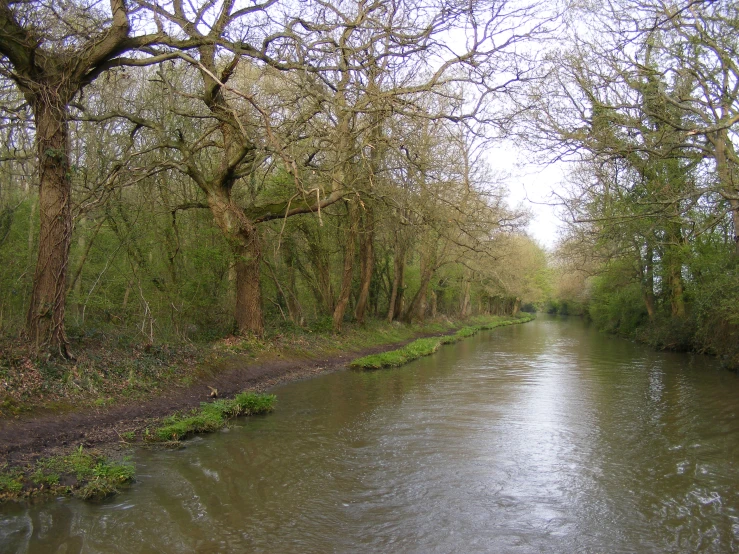 a river running through a lush green forest