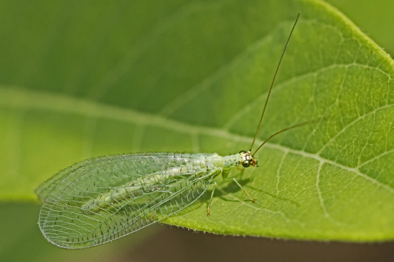 a grasshopper insect sitting on the back of a green leaf