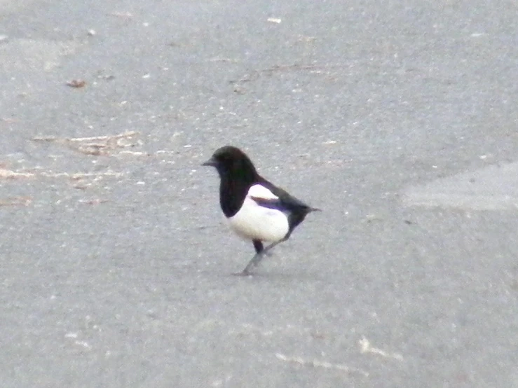 a black and white bird standing in the road