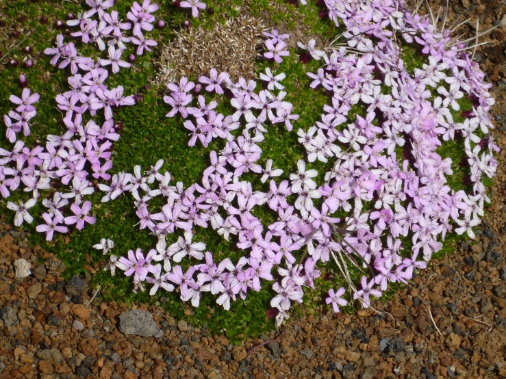 purple flowers are growing from the ground