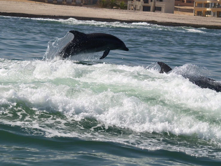 two dolphins are riding a wave in the ocean