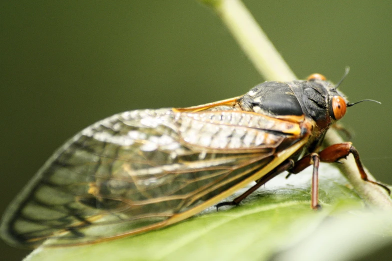 a close up s of a cica on a leaf