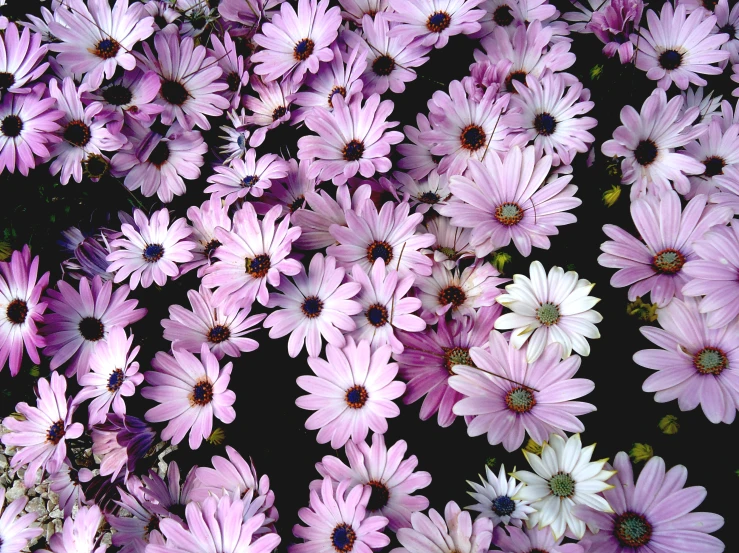 a bed of purple flowers with green stems