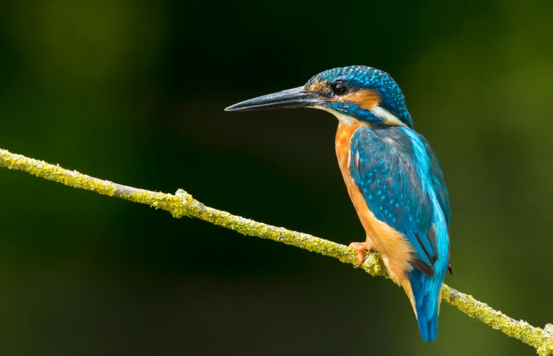 a small bird sits on the end of a thin limb