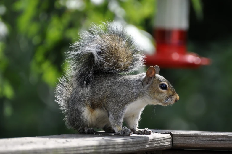 a squirrel standing on a wood deck, while its tail hangs off the top of a bird feeder