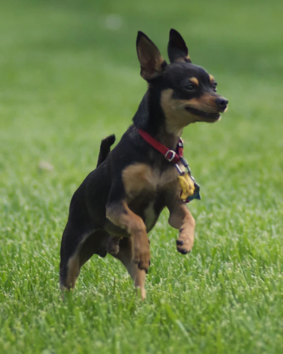 a dog is running across a green field