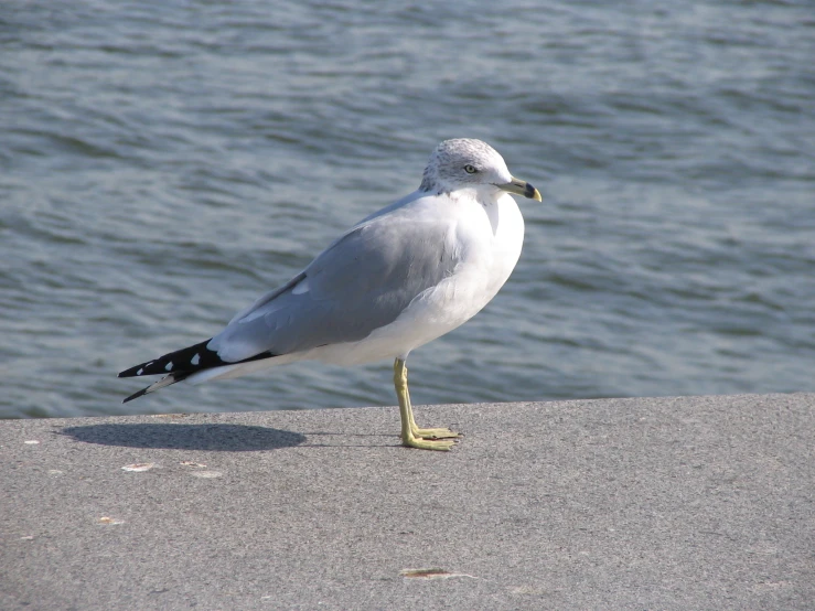 a small white bird on a concrete surface next to water