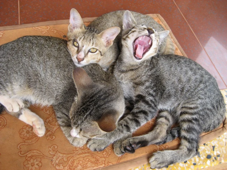 two cats laying next to each other on a bed