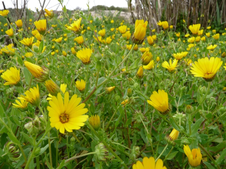 wildflowers bloom in a lush field of green grass