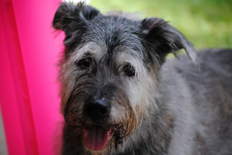 a gy dog with a wet face stares at the camera