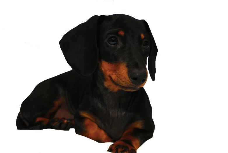 black and brown puppy sitting on the floor looking at soing