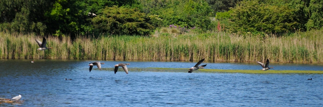 there are several birds that can be seen flying over the water