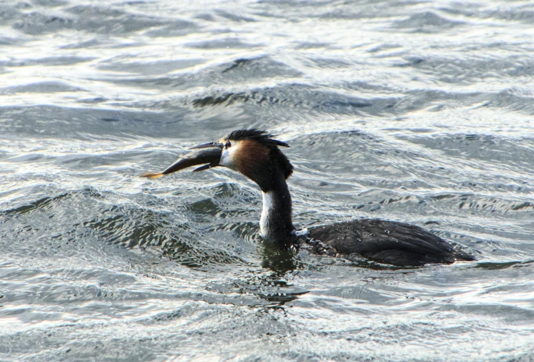 a black and tan bird floating on top of a body of water