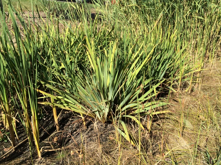 green plant that is growing in a field