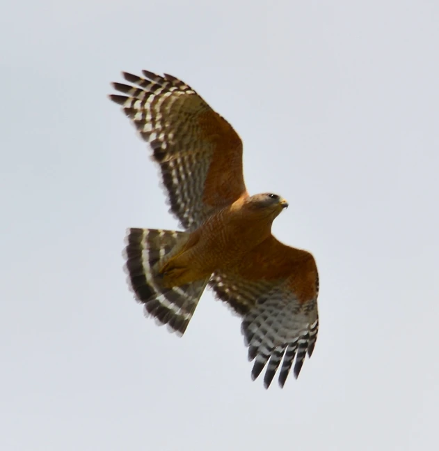 a brown bird flying in the sky