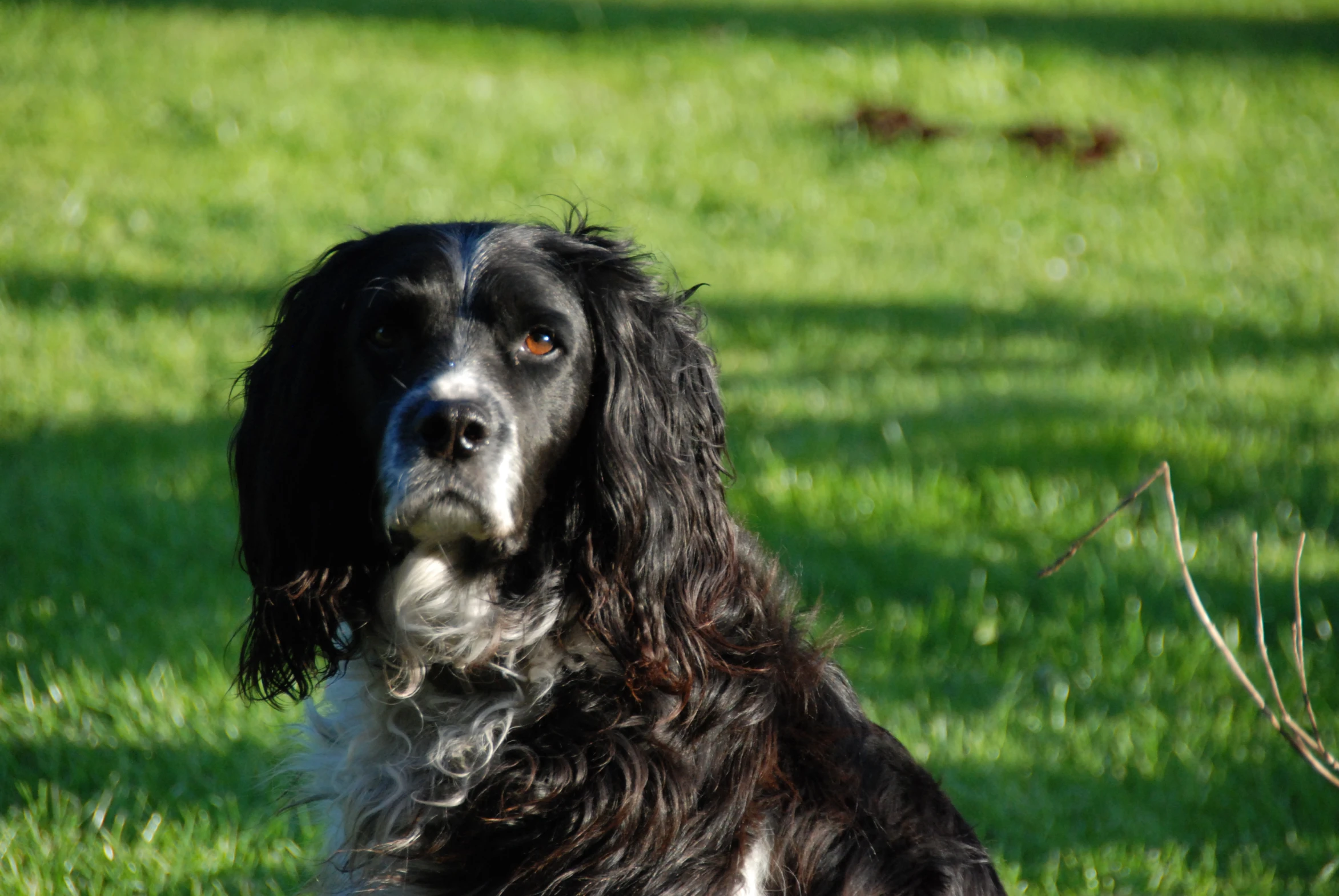 a close up of a black dog sitting in the grass