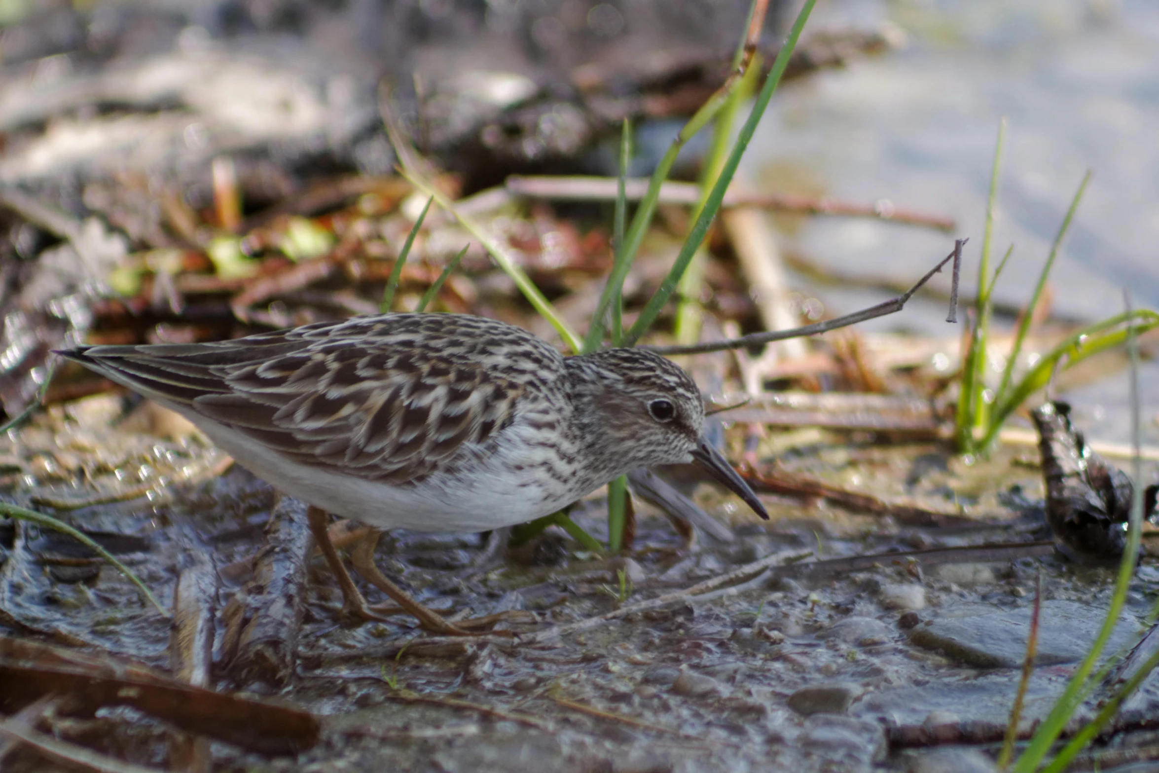 a small bird with a beak and legs in water