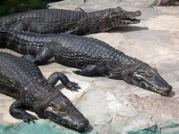three crocodiles in the shape of an animal lying on a rock