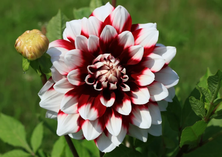 a close up of a red and white flower