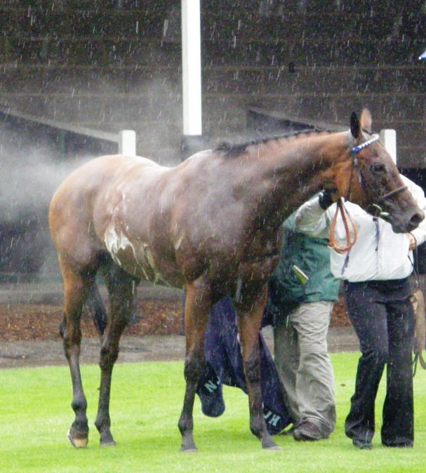 a woman standing next to a brown horse on a field