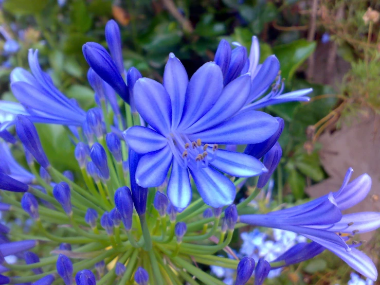 flowers blooming in the garden, like this cornflower