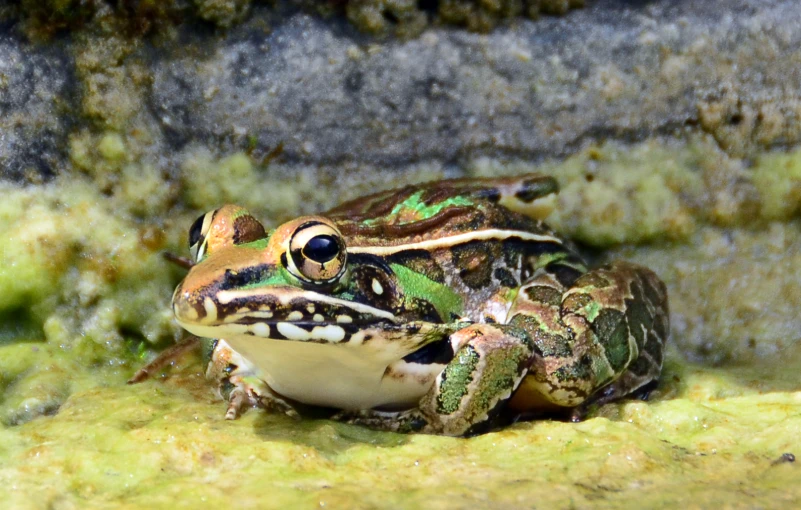 a large frog sitting on top of green grass