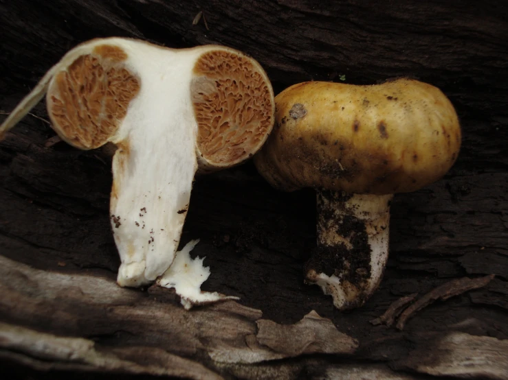 there is one yellow mushrooms with a white cap and the other brown