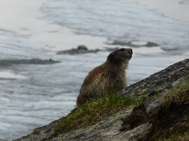a marmot bird standing on the side of a cliff by the ocean