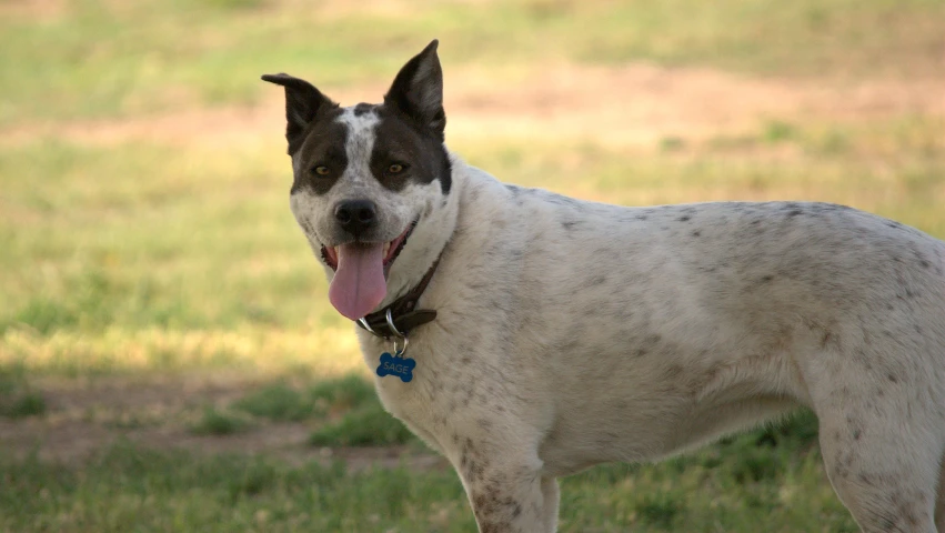 a white and black dog standing in the grass