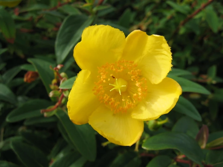 a yellow flower with a green leafy background