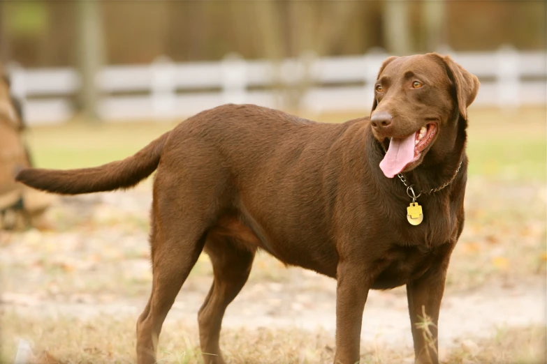 a dog with his tongue out standing in a field