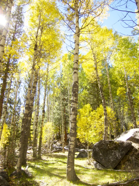 bright yellow and green trees in the woods