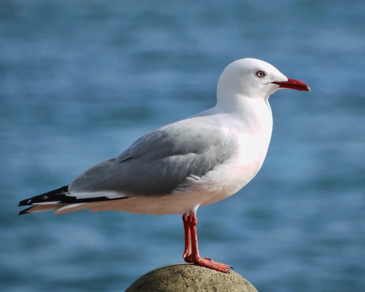 a bird sitting on top of a rock next to water