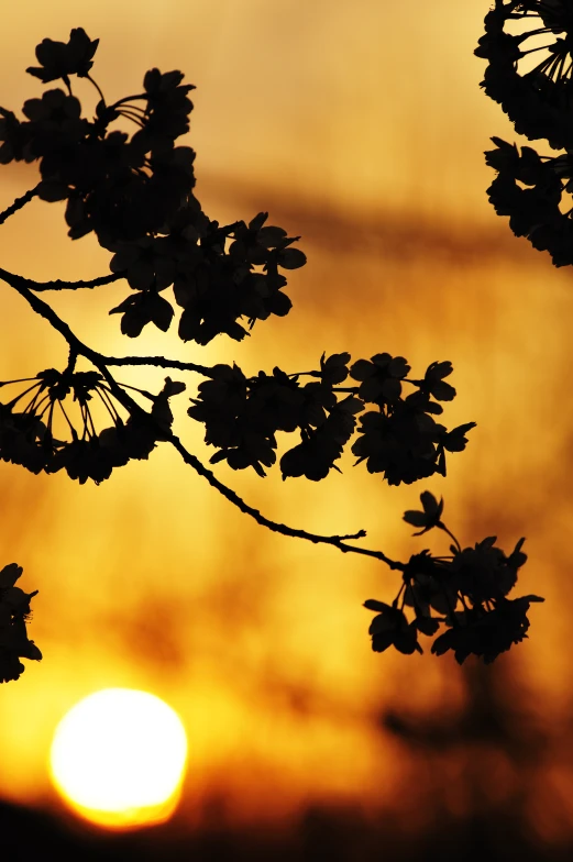 a close up view of a flower, in the foreground is a sunset