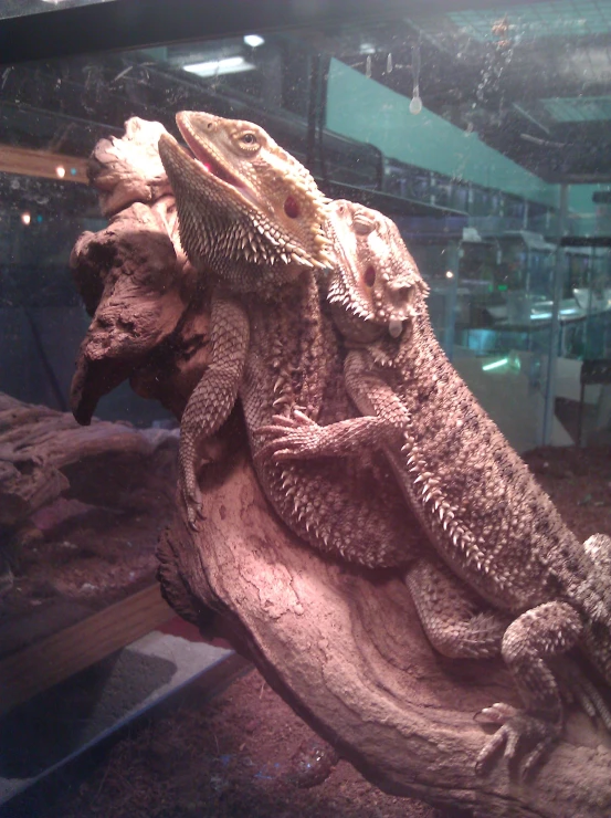 two lizards sitting in a large wood stump in an aquarium