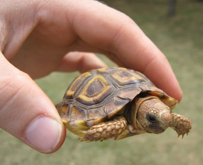 small turtle being held by the right hand