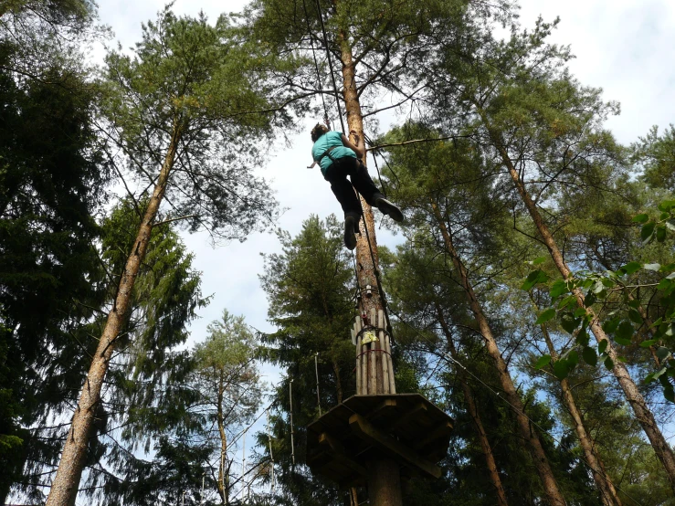 a man is climbing a high tree with ropes