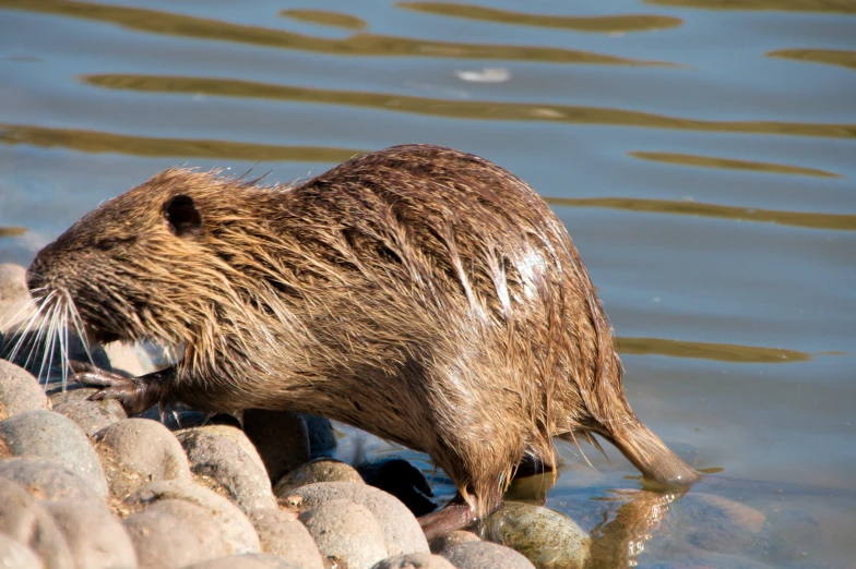 an animal is digging into the rocks beside a body of water