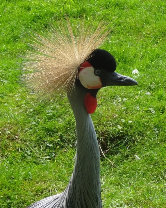 a peacock with large feathers walks on the green grass