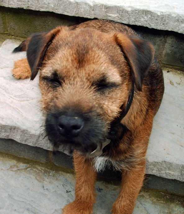 a brown dog stands with its eyes closed on a stone ledge
