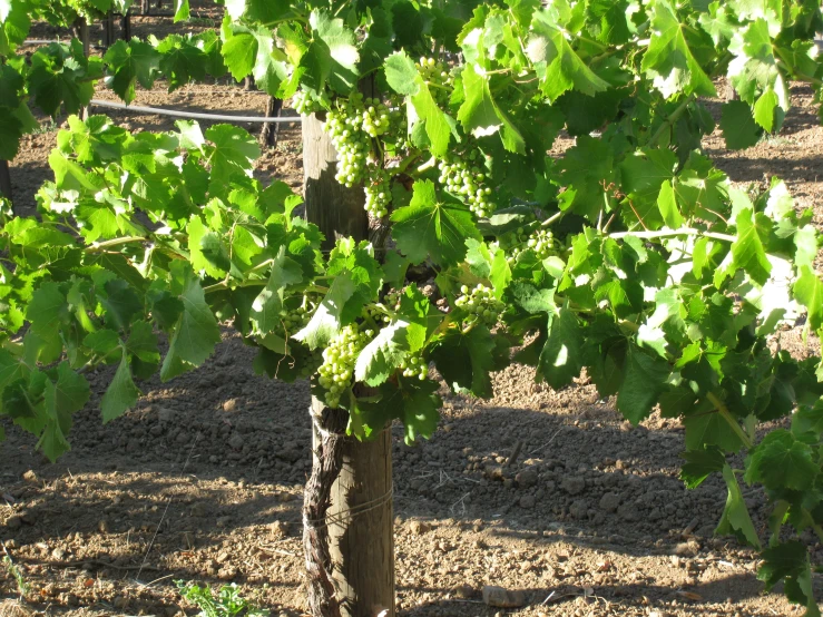 the vine covered tree is in a farmyard