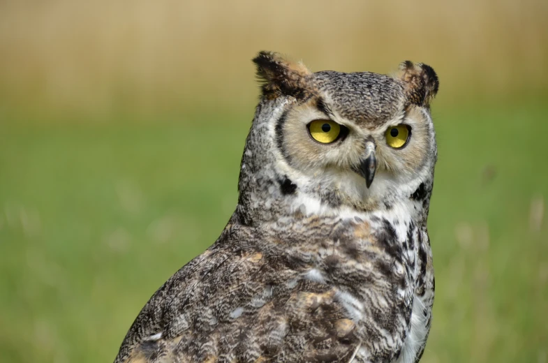 an owl looks toward the camera with yellow eyes