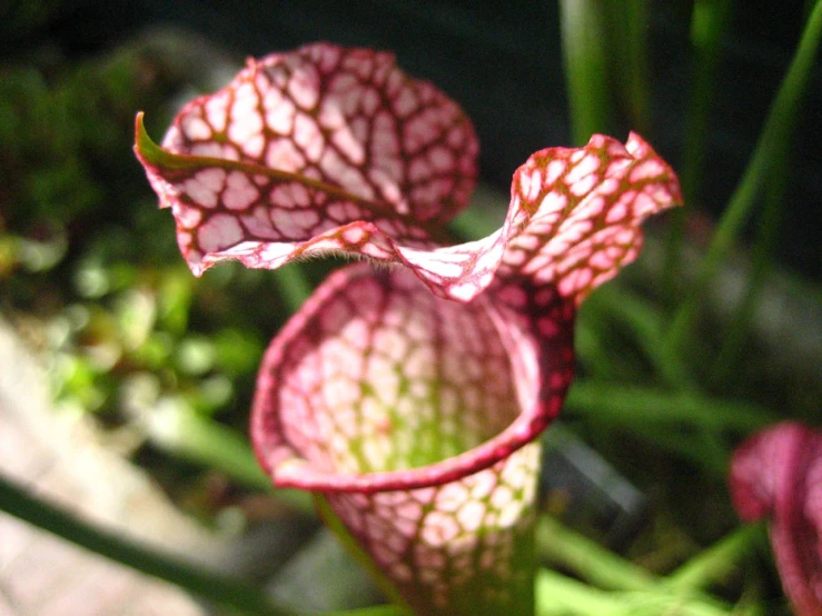 a close - up of a pink and white plant