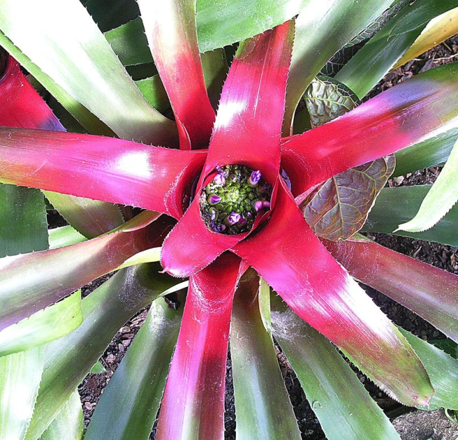 an image of a plant from above