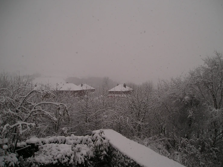 a snow covered view of trees and bushes during the day