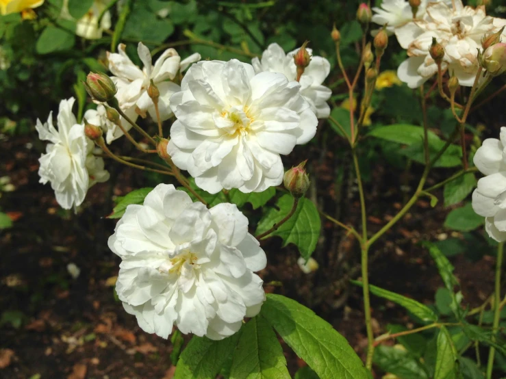 the flowers have green leaves on them