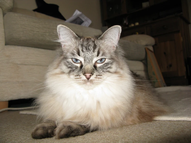 the cat is lying on the floor in front of the sofa