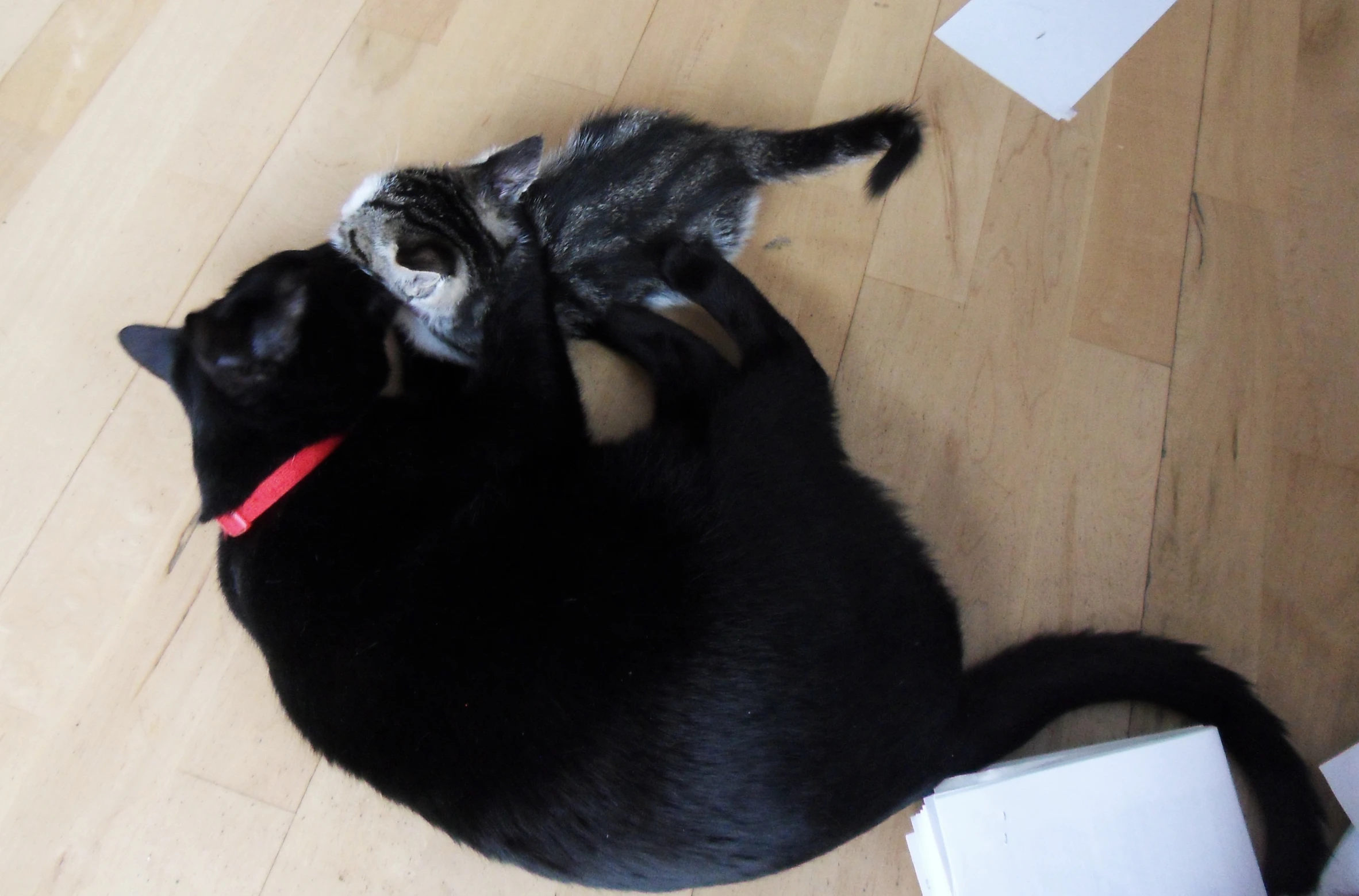 two cats lie on the floor next to each other