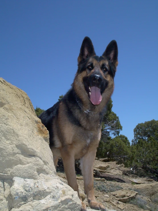 there is a black brown and white german shepherd dog on top of some rocks